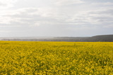 Fototapeta Tęcza - Agricultural flowering fields. Landscape with yellow and blue
