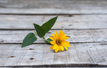 Yellow flower on wooden background