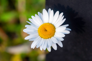 Wall Mural - daisy on a green background