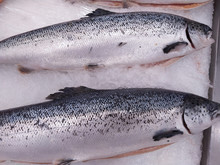 Fresh Wild Caught King Salmon On Ice In A Local Sea Food Market.