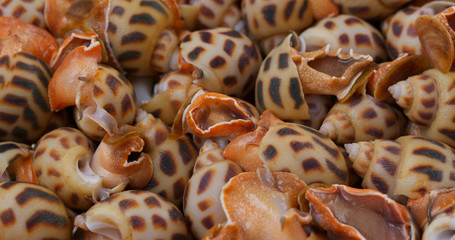 Canvas Print - Uncooked fresh sea snail close up