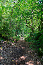 Narrow Path Through A Forest