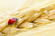 Ripe Barley Ears With Dew Droplets And Ladybug