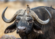 African Buffalo In The Kruger National Park 