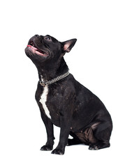 Poster - adult black dog french bulldog sitting on a white background