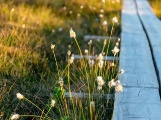 swamp with tiny bog flowers. sunny summer day 