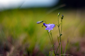 bell flower on a meadow on the background of grass.