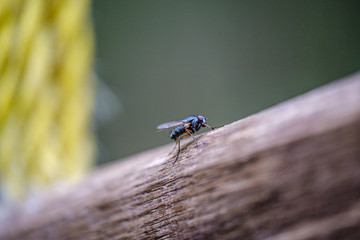 fly insect resting on a leaf