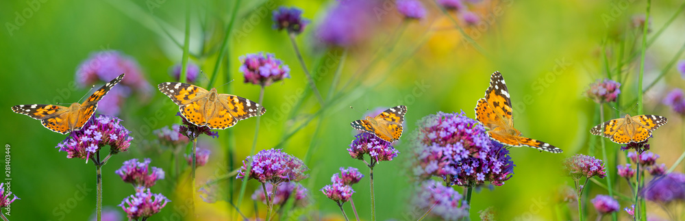 The panoramic view the garden flowers and butterflies Vanessa cardui - obrazy, fototapety, plakaty 
