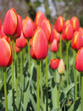 Fototapeta Tulipany - Beautiful tulips in spring Symbol of the country of the Netherlands