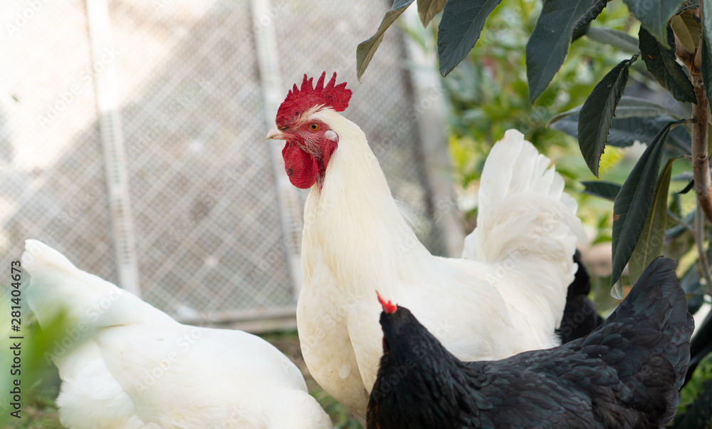 Native chicken grown on rural farms with eco-friendly farming methods ...