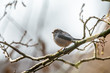 © Chris - Long-tailed tit (Aegithalos caudatus) in the UK