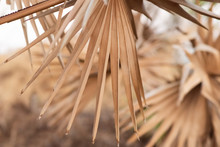 Dry Palm Leaf In Palm Forest