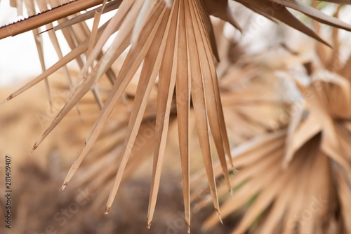 Foto-Plissee zum Schrauben - dry palm leaf in palm forest (von Елизавета Завьялова)