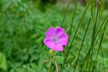 flower on background of green grass