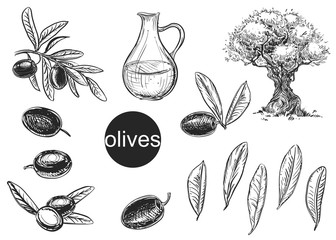 Wall Mural - Hand drawn black and white vector illustration set of olives, tree, oil, leaf. sketch.