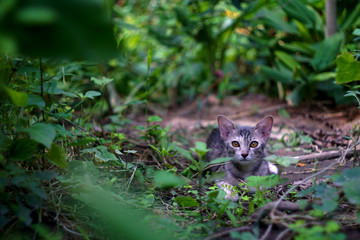 cat in the garden