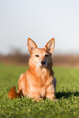 Wall Mural - Hund auf dem Feld