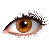 Fototapeta Sypialnia - Realistic brown eye with eyelashes on white background