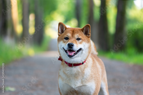 Japanese Dog Red Color Shiba Inu Stands On The Road And
