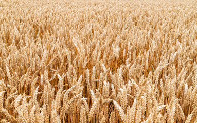 Wheat field fully ripened, harvest season.