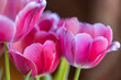 Pink Tulips against a brown background