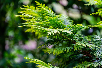 Close-up yellow-green texture of needles western thuja with raindrops on blurred with bokeh green background. Nature landscape, fresh wallpaper and nature background concept. Place for your text