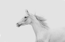 White Arabian Horse Running