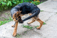 A Young German Shepherd Puppy Runs After The Tail. Dog Fun Playing In The Park And Bites His Tail. Excited Nervous Behavior Of The Dog. Walking With A Pet
