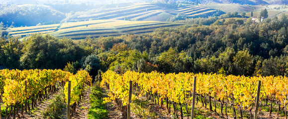 Wall Mural - Autumn in beautiful Tuscany countryside. Vineyards in golden colors.  Italy