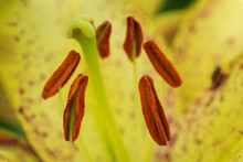 Stamens And Pistil Of Yellow Bright Lily Closeup On A Sunny Day.