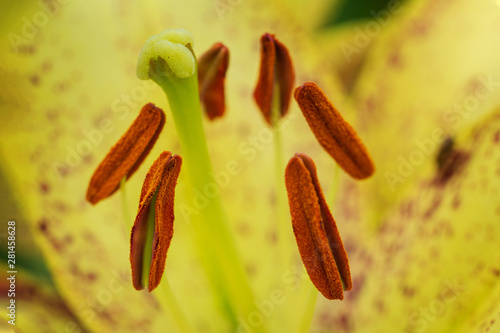 Cuadros en Lienzo Stamens and pistil of yellow bright lily closeup on a sunny day.