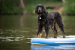 Dog on the paddleboard