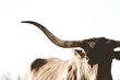Texas Longhorn cow isolated on sky as background for farm animal concept.