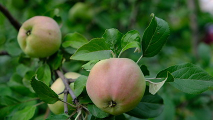 Poster - apples on the branches of an apple tree