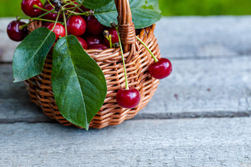 Two cherries are hanging on a basket full of berries. Wicker basket full of red ripe cherry berries on garden wooden table.. Cherries with leaves and cuttings collected from the tree.