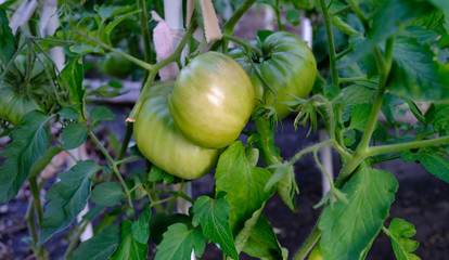  tomatoes ripen on the bush