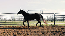Horse Lunging In Round Pen On Ranch, Groundwork Concept.