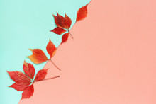 Autumn Composition With Natural Leaves On Aqua And Coral Background. Flat Lay, Top View, Copy Space.