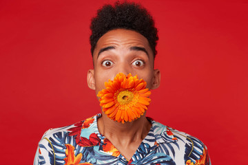 Wall Mural - Close up of shocked young dark skinned man in Hawaiian shirt, looks at the camera with wondered expression, holding a flower in its mouth, stands over red background.