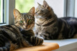 © Iva - Two lazy domestic tiger cats lying on window sill relaxing