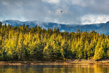 Alaska Forest Wildlife Bird Nature Landscape Shore Background With Bald Eagle Flying Above Pine Trees Coast In Ketchikan, USA. Cruise Ship Destination.