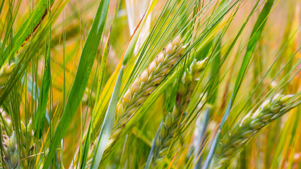 Spikelets of rye in the summer on the field