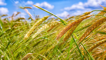 Rye spikelets in a field in summer