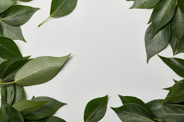 green fresh leaves scattered on white background with copy space