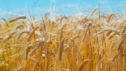 Spikelets of rye in the summer on the field