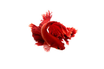 Wall Mural - red  color of Siamese fighting fish betta Thailand fish movement on white background