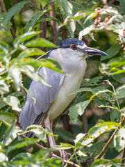 Night heron laid on tree among the green leaves