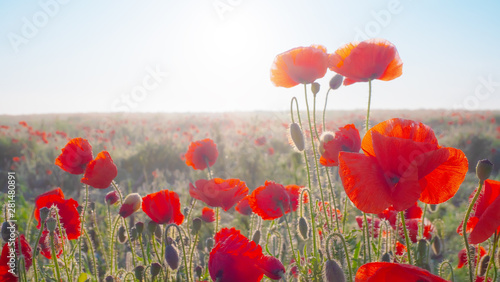 Leinwand Poster  Summer poppy flowers on green field