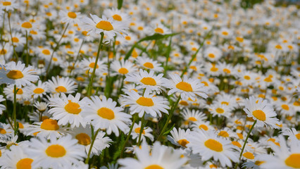 Chamomiles in the summer field close-up